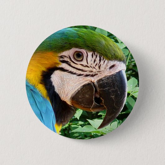 Blauer Macaw-Papageien-Knopf Button (Vorderseite)