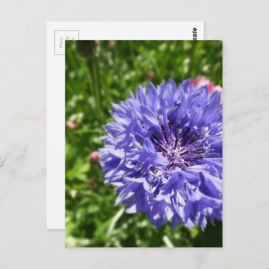 Blauer Maisblume Postkarte (Vorne/Hinten)