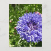 Blauer Maisblume Postkarte (Vorderseite)