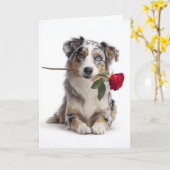 Blauer Merle Aussie Valentine – Ergebene Liebe Karte (Gelbe Blume)