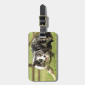 Blauer Merle Border-Collie Joe~Luggage Umbau Gepäckanhänger (Vorderseite vertikal)