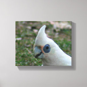 Blauer mit Augen Cockatoo Leinwanddruck