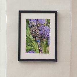 Blauer Mit Augen Darner Dragonfly auf der Blume Fotodruck