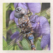 Blauer Mit Augen Darner Dragonfly auf der Blume Glasuntersetzer (Vorderseite)