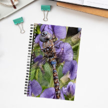 Blauer Mit Augen Darner Dragonfly auf der Blume