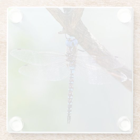 Blauer mit Augen Darner Dragonfly Glasuntersetzer (Rückseite)