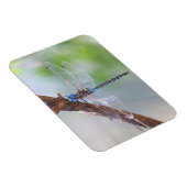Blauer mit Augen Darner Dragonfly Magnet (Rechte Seite)