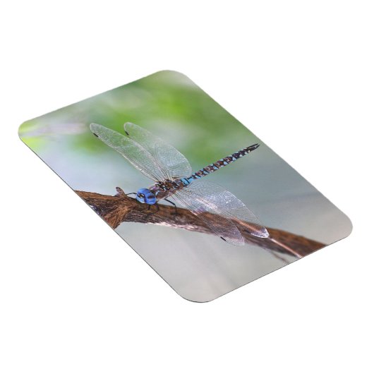 Blauer mit Augen Darner Dragonfly Magnet (Rechte Seite)