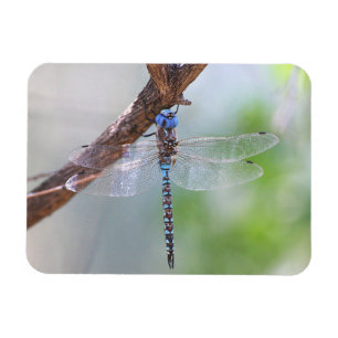 Blauer mit Augen Darner Dragonfly Magnet