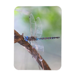 Blauer mit Augen Darner Dragonfly Magnet