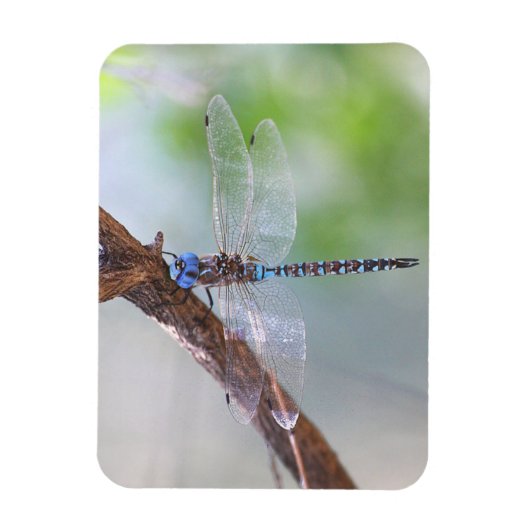 Blauer mit Augen Darner Dragonfly Magnet (Vertikal)