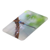 Blauer mit Augen Darner Dragonfly Magnet (Linke Seite)