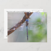 Blauer mit Augen Darner Dragonfly Postkarte (Vorne/Hinten)
