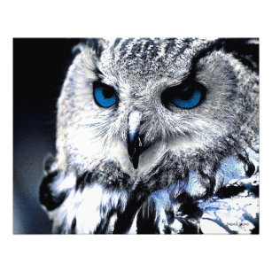 Eulen Augen Kunst Poster Zazzle De