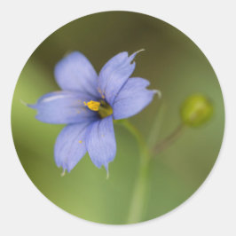 Blauer Mit Augen Gras Wildblume Bläsernährstoffkle Runder Aufkleber