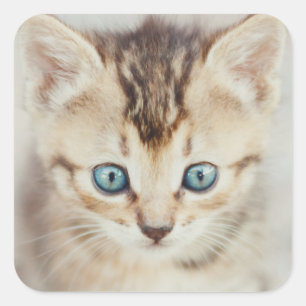 Blauer mit Augen Kitty Quadratischer Aufkleber