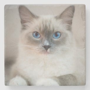 Blauer Mit Augen Ragdoll Steinuntersetzer
