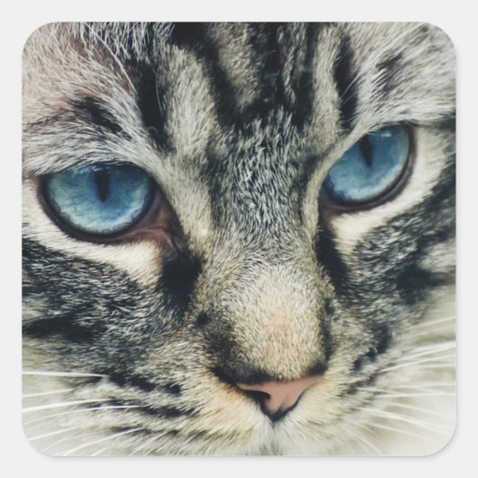 Blauer Mit Augen Tabby Katze Nah-up Quadratischer Aufkleber (Vorderseite)