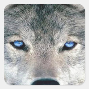 Blauer mit Augen Wolf Quadratischer Aufkleber