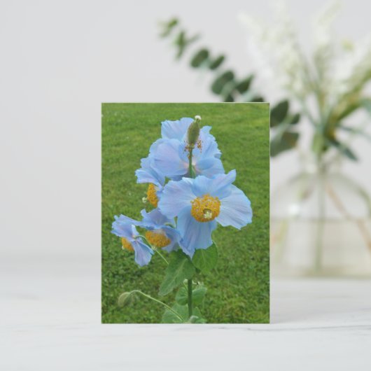 Blauer Mohn (Mekonopsis) Postkarte (Stehend Vorderseite)