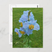 Blauer Mohn (Mekonopsis) Postkarte (Vorne/Hinten)