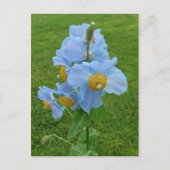 Blauer Mohn (Mekonopsis) Postkarte