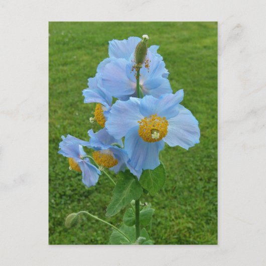 Blauer Mohn (Mekonopsis) Postkarte (Vorderseite)