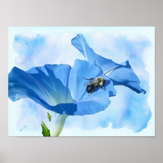 Blauer Morgenruhm und Hummeln Poster (Vorne)