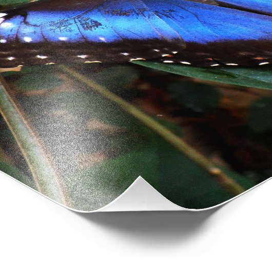 Blauer Morpho Butterfly Fotodruck (Ecke)