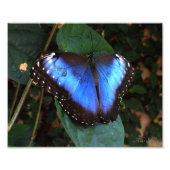 Blauer Morpho Butterfly Fotodruck (Vorne)