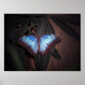 Blauer Morpho Butterfly Poster (Vorne)