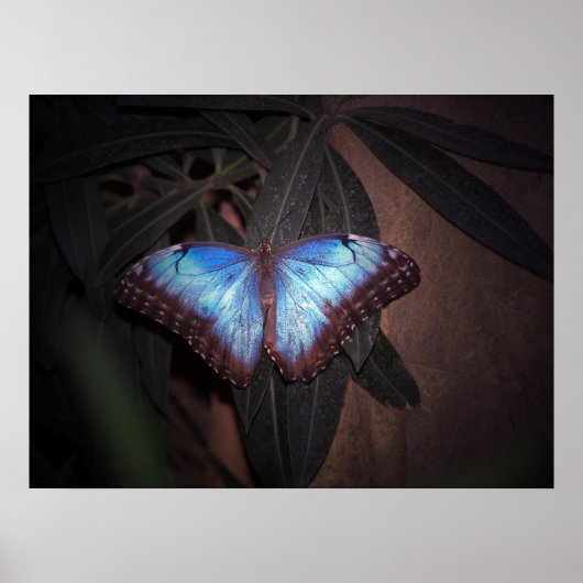Blauer Morpho Butterfly Poster (Vorne)