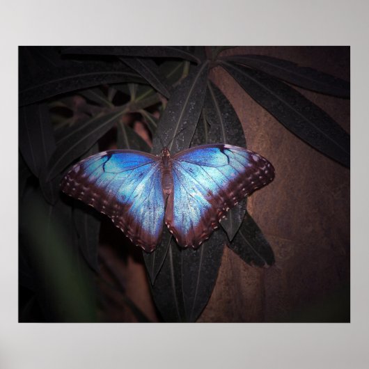 Blauer Morpho Butterfly Poster (Vorne)
