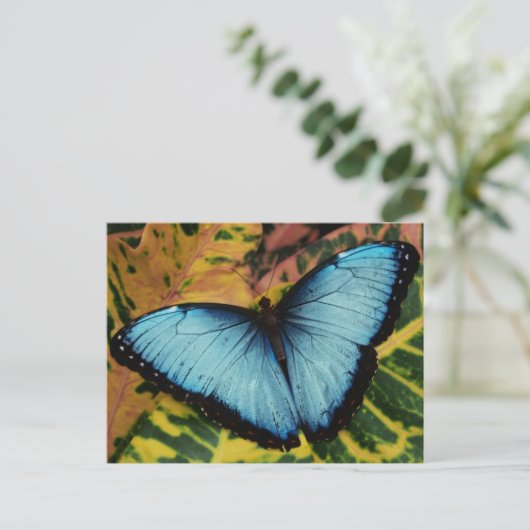 Blauer Morpho Butterfly Postkarte (Stehend Vorderseite)