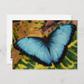 Blauer Morpho Butterfly Postkarte (Vorne/Hinten)