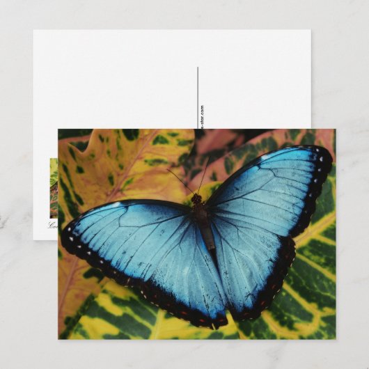 Blauer Morpho Butterfly Postkarte (Vorne/Hinten)