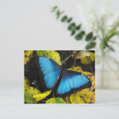 Blauer Morpho Butterfly Postkarte (Stehend Vorderseite)