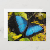 Blauer Morpho Butterfly Postkarte (Vorne/Hinten)