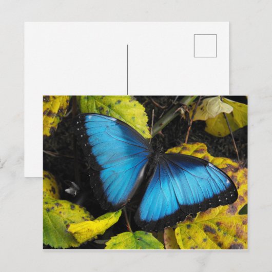 Blauer Morpho Butterfly Postkarte (Vorne/Hinten)
