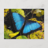 Blauer Morpho Butterfly Postkarte (Vorderseite)