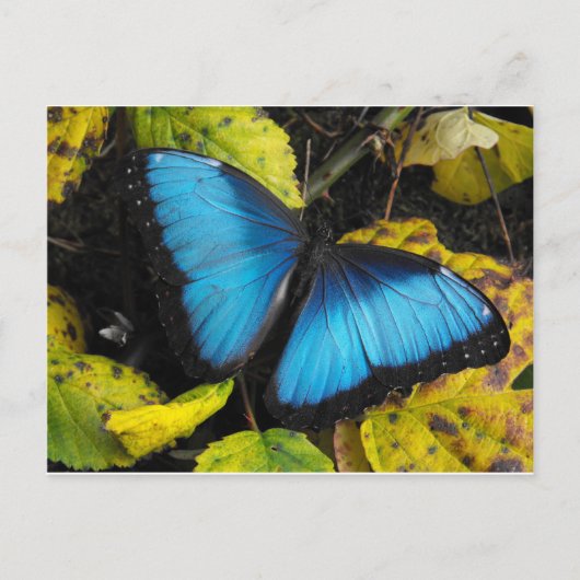 Blauer Morpho Butterfly Postkarte (Vorderseite)