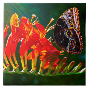 Blauer Morpho-Schmetterling auf Crocosmia Lucifer- Fliese
