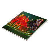 Blauer Morpho-Schmetterling auf Crocosmia Lucifer- Fliese (Seite)