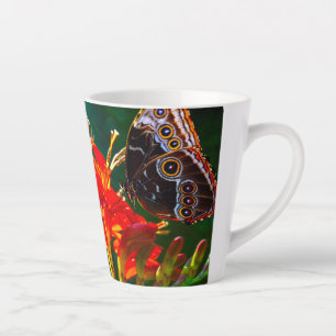 Blauer Morpho-Schmetterling auf Crocosmia Lucifer- Milchtasse