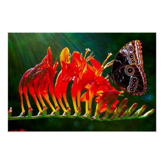 Blauer Morpho-Schmetterling auf Crocosmia Lucifer- Poster (Vorderseite)