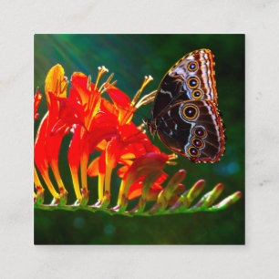Blauer Morpho-Schmetterling auf Crocosmia Visitenk Quadratische Visitenkarte