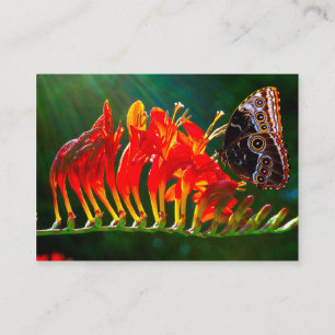 Blauer Morpho-Schmetterling auf Crocosmia Visitenk Visitenkarte