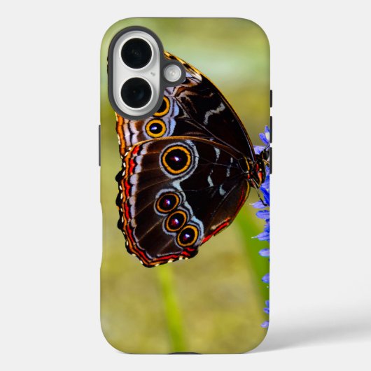 Blauer Morpho-Schmetterling auf einer Sumpforchide Case-Mate iPhone Hülle (Rückseite)