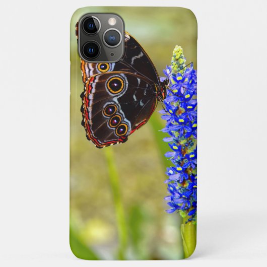 Blauer Morpho-Schmetterling auf einer Sumpforchide Case-Mate iPhone Hülle (Rückseite)