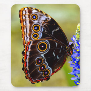 Blauer Morpho-Schmetterling auf einer Sumpforchide Mousepad